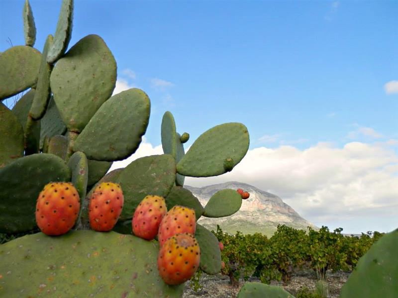 Javea Campo Montgo